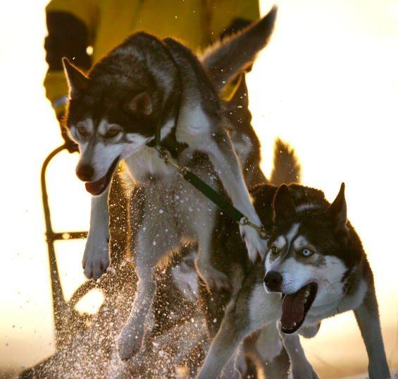 dogsled